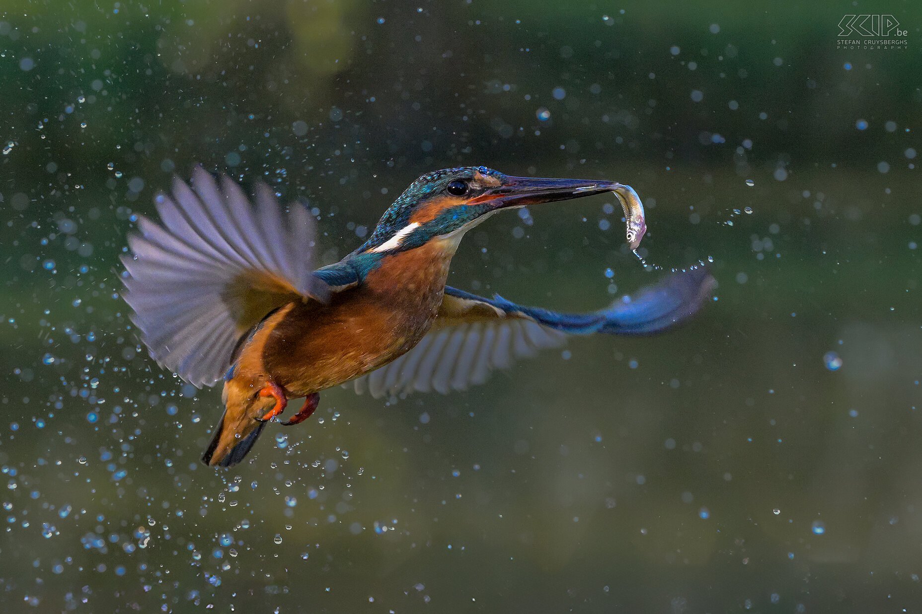 Kingfisher  Stefan Cruysberghs